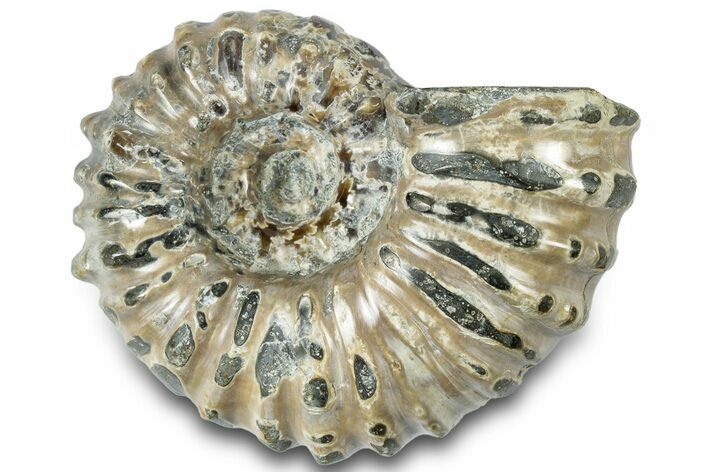Bumpy Ammonite (Douvilleiceras) Fossil - Madagascar #308894
